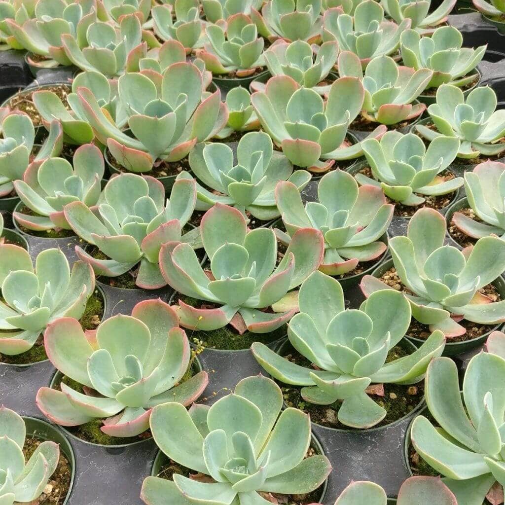 Echeveria Blue Sky - Pink Tip Leaves Succulents 4in Pot