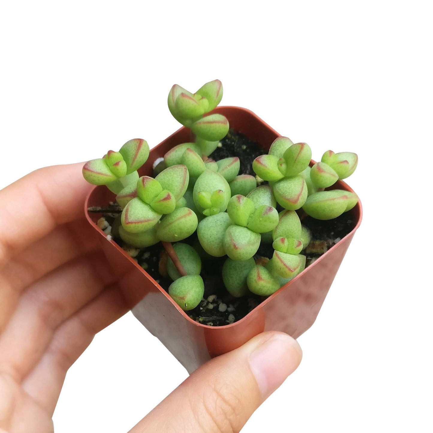 Crassula Brevifolia Succulent - Live Plant in 2in/4in Pot