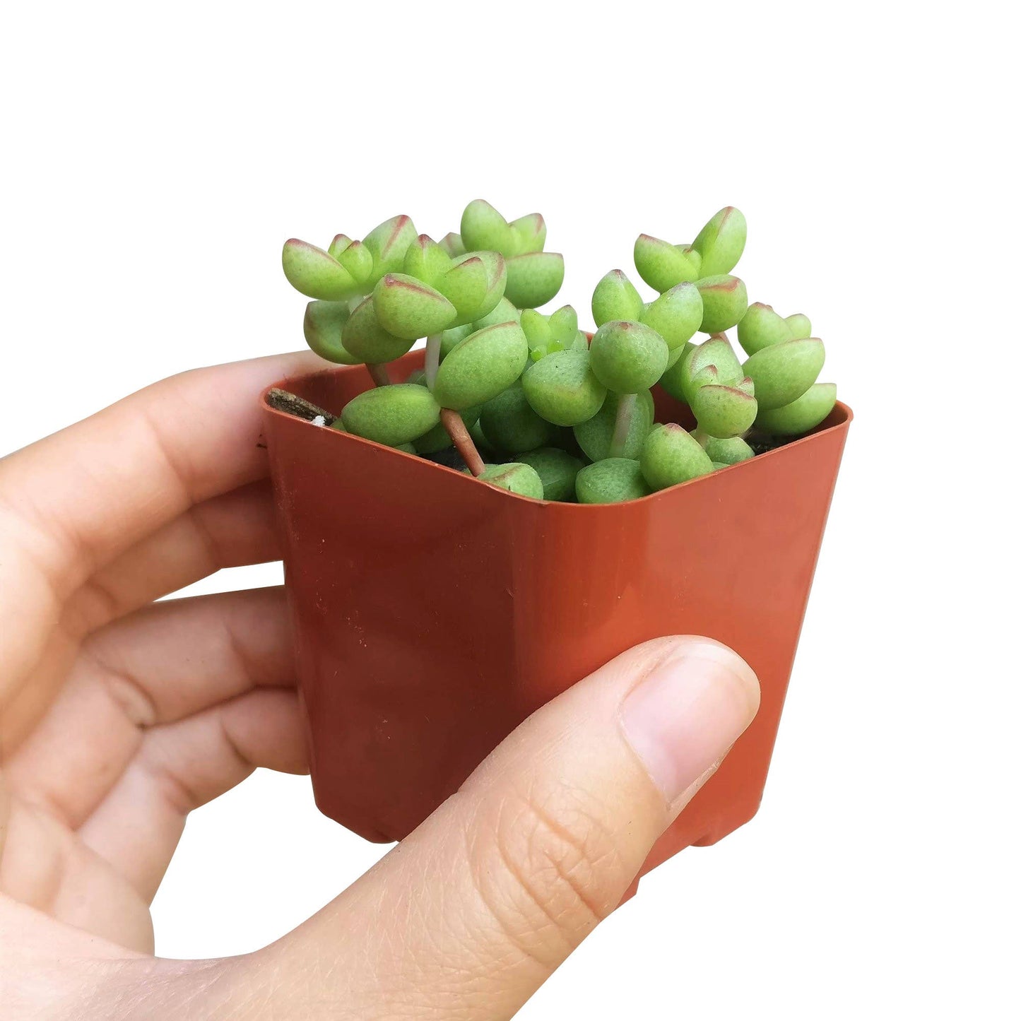 Crassula Brevifolia Succulent - Live Plant in 2in/4in Pot