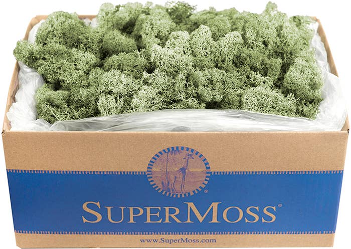 Reindeer Moss Preserved 3lb Bulk Box