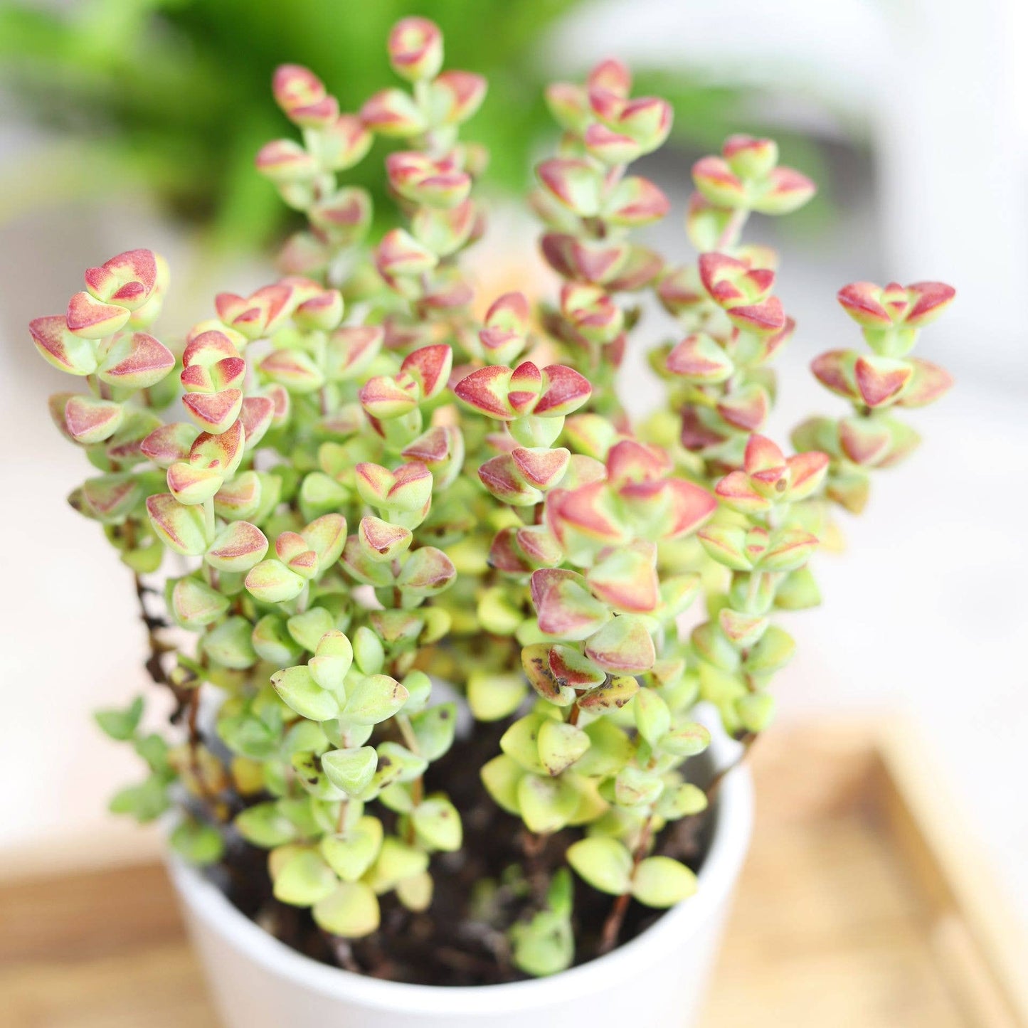 Crassula Brevifolia Succulent - Live Plant in 2in/4in Pot