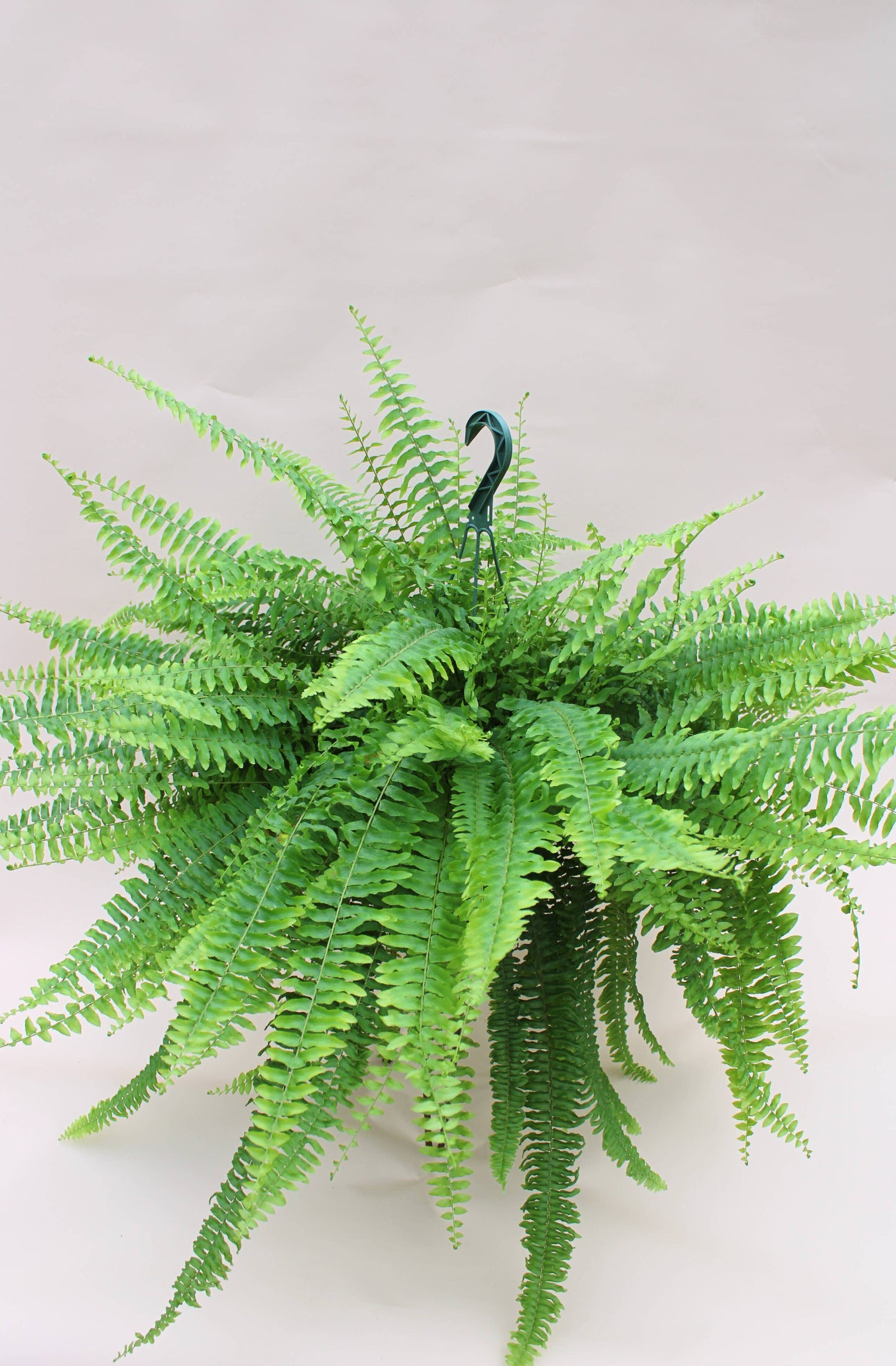 8" Boston Compacta Hanging Basket - Nephrolepis Exaltata