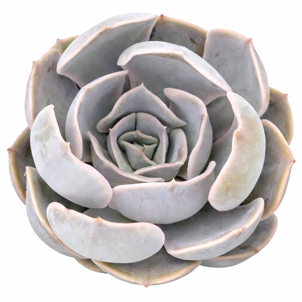 Echeveria 'Big Lilac'