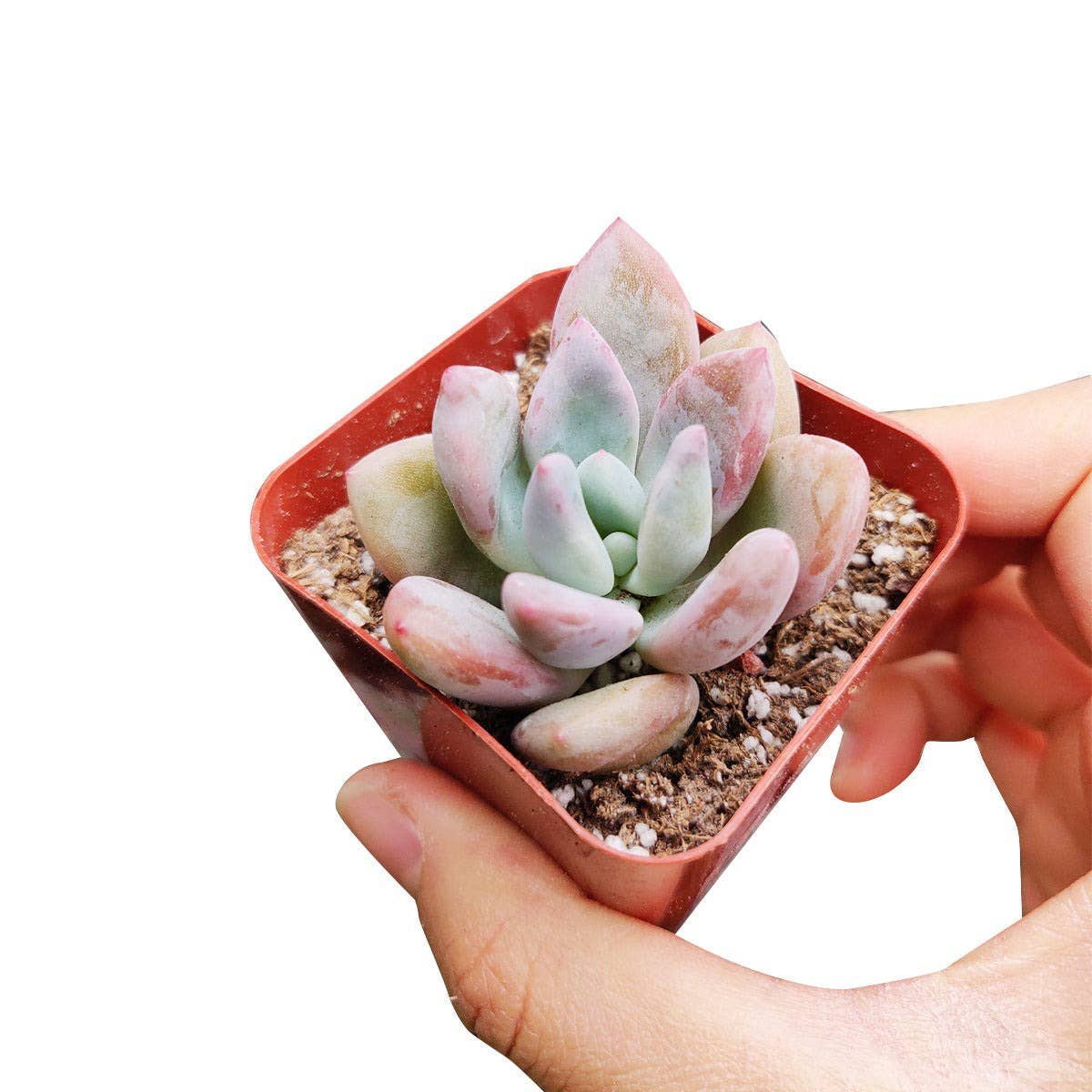 RARE Graptoveria Opalina 2in Purple Gem Succulent
