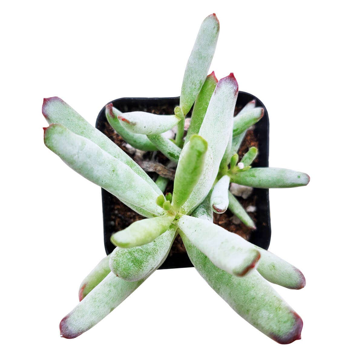 Cotyledon Orbiculata Var. Flanaganii 2in/4in- Live Succulent