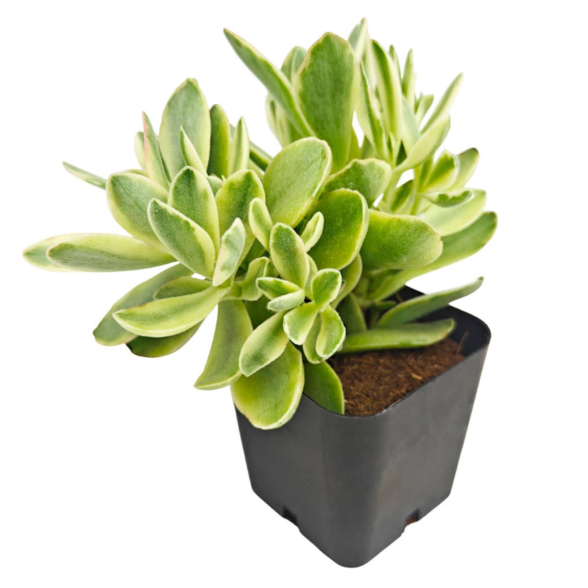 Crassula 'Variegated Money Maker'
