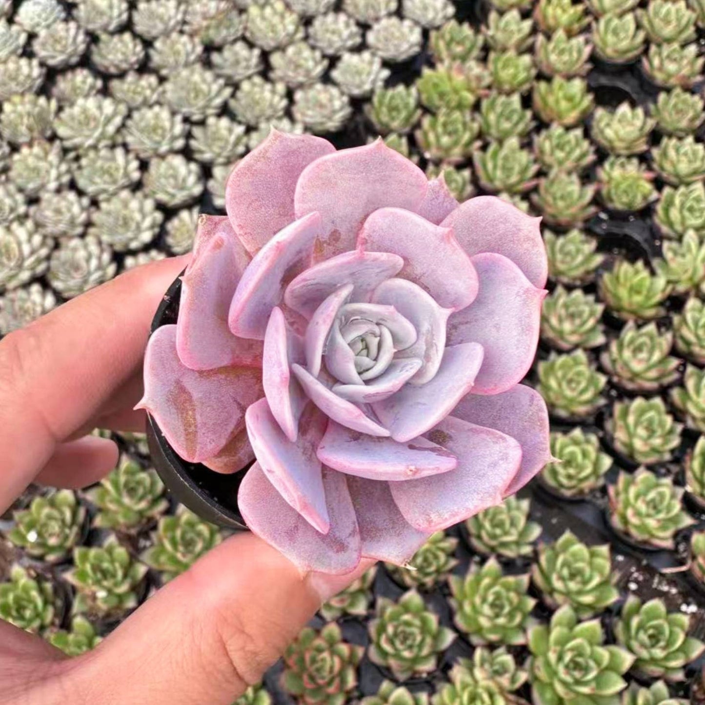 Echeveria 'Lola'  Bulk 54 Tray - 2in Pot