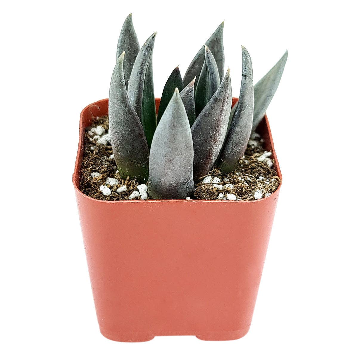 Echeveria Black Knight, New Black 2/4" Plastic Pot