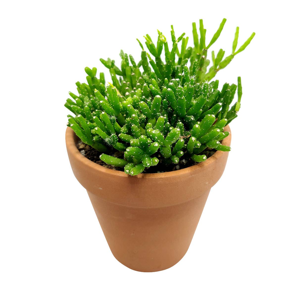 Dancing Bones Hatiora Salicornioides 2in/4in -Live Succulent: 2 inch / Plastic Pot