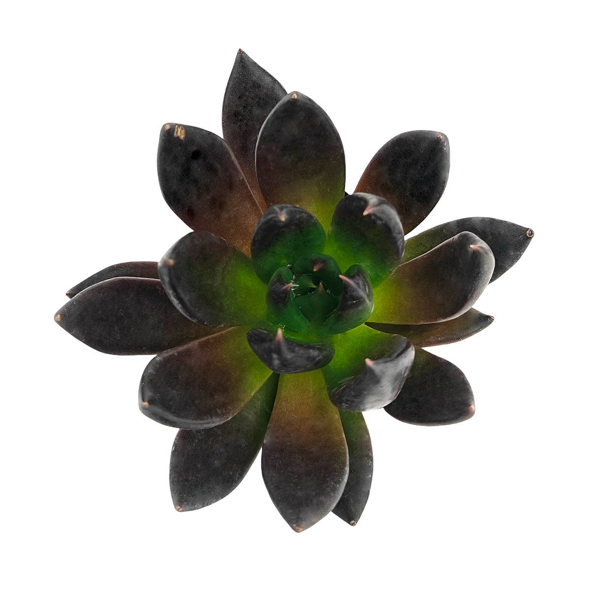 Echeveria 'Dark Rose' 2in Rosette Succulent Grower Pot