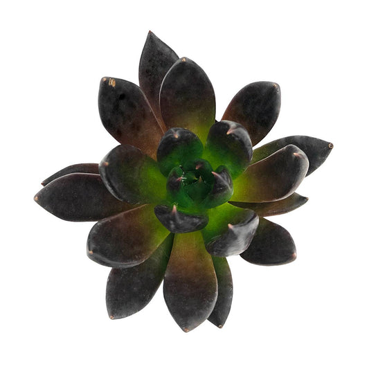 Echeveria 'Dark Rose' 2in Rosette Succulent Grower Pot