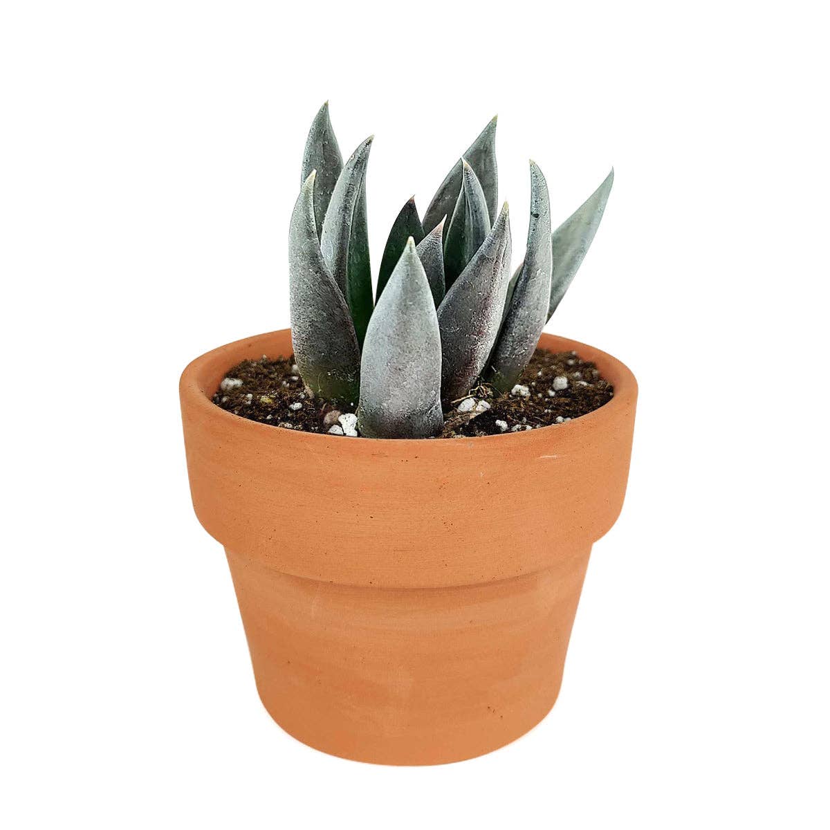 Echeveria Black Knight, New Black 2/4" Plastic Pot: 2 inch / Plastic Pot