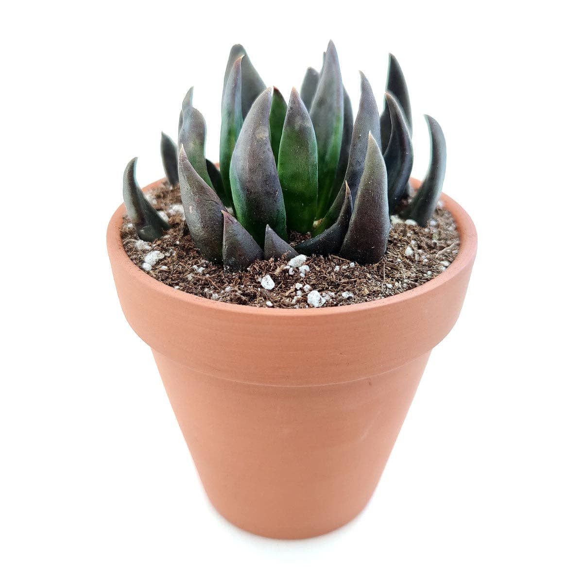 Echeveria Black Knight, New Black 2/4" Plastic Pot