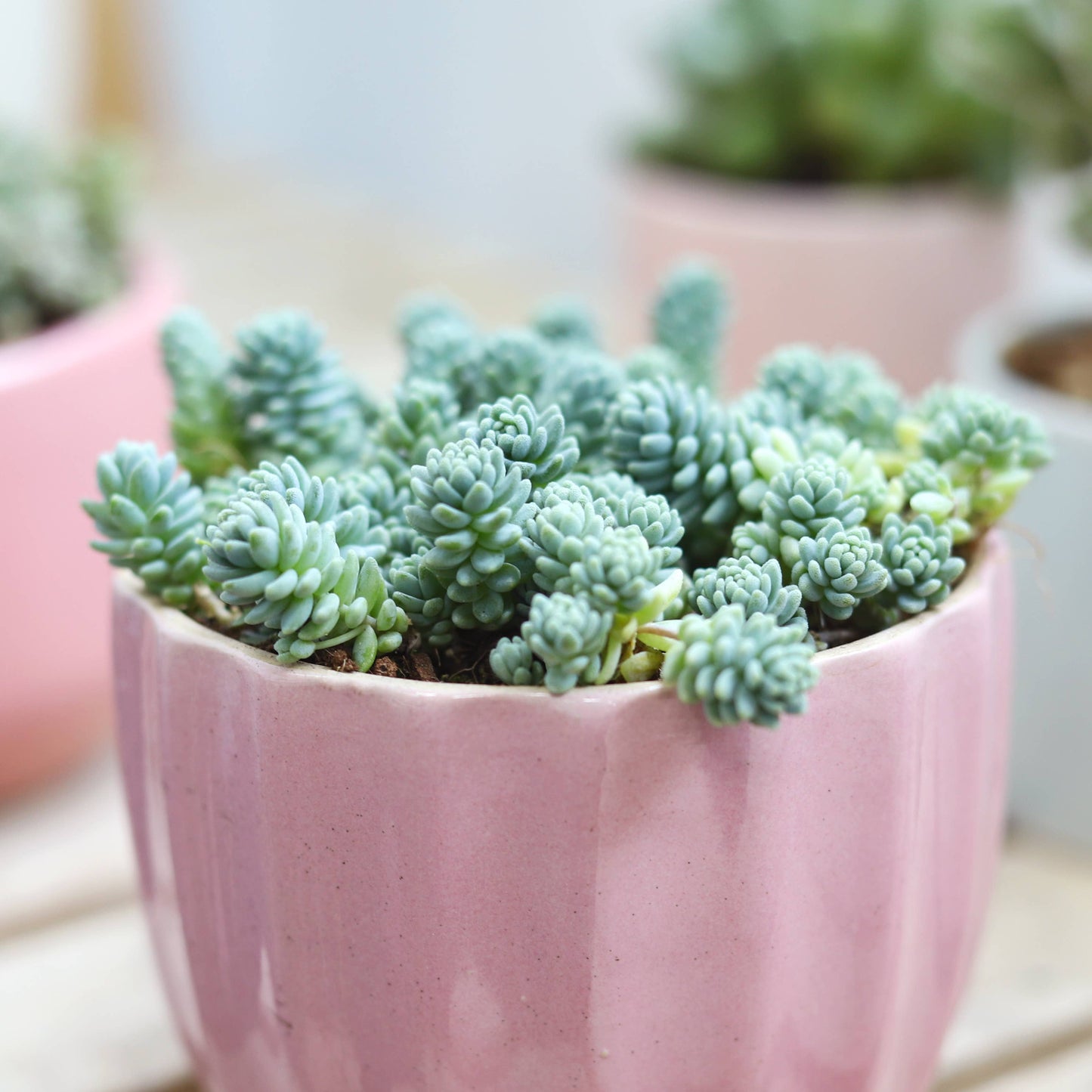 Sedum Major  - Live Succulents Plant 2/4 inch Grower Pot