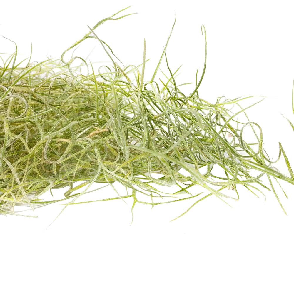 Spanish Moss Usneoides Air Plant, Fairy's Hair Live Plant