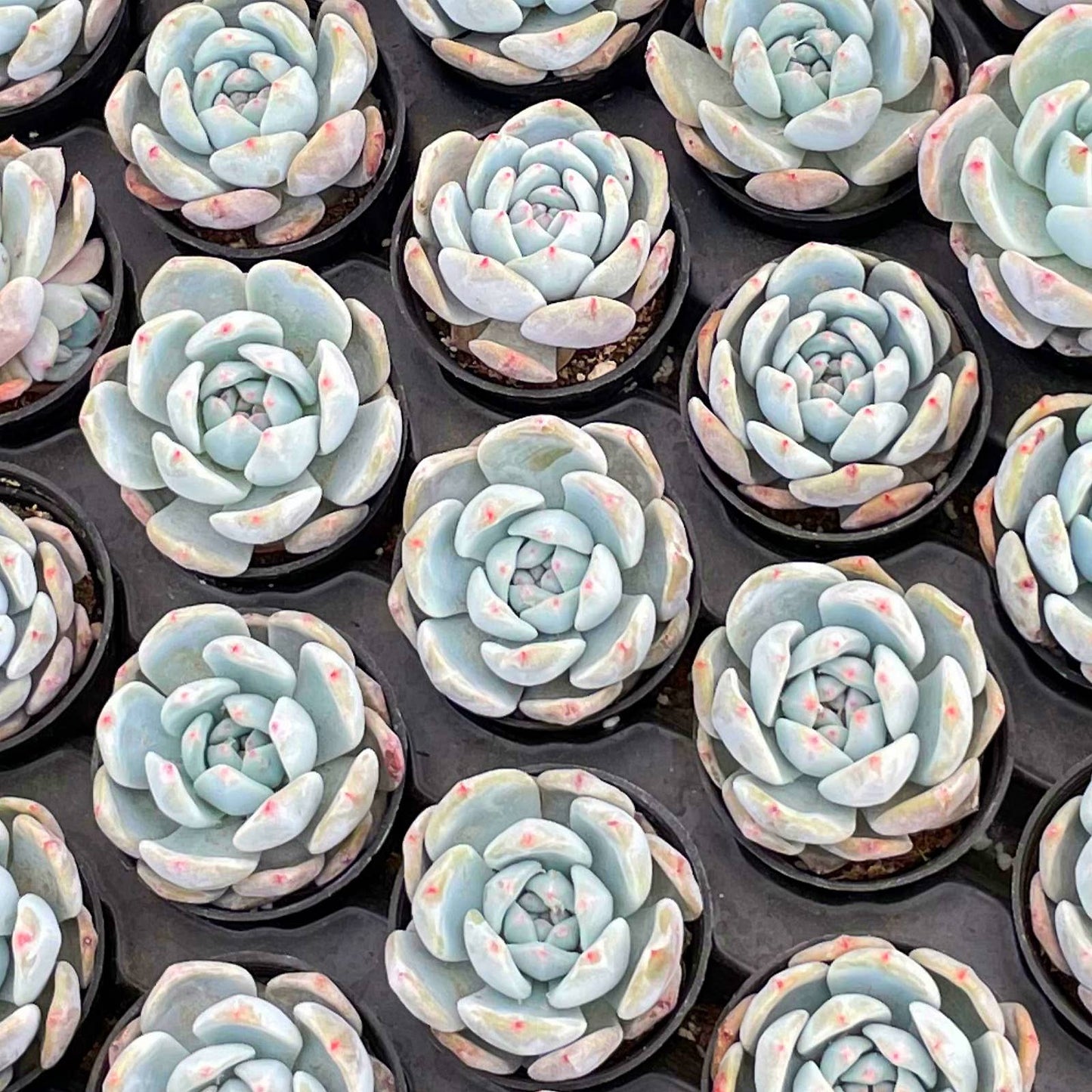 XGraptoveria 'Orange Sherbet' Live Plant Tray 54pcs 2in Pot