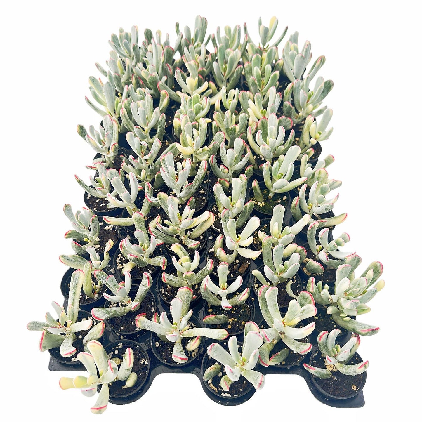 Cotyledon Orbiculata cv. Long Leaf Variegated Bulk 54pcs 2in