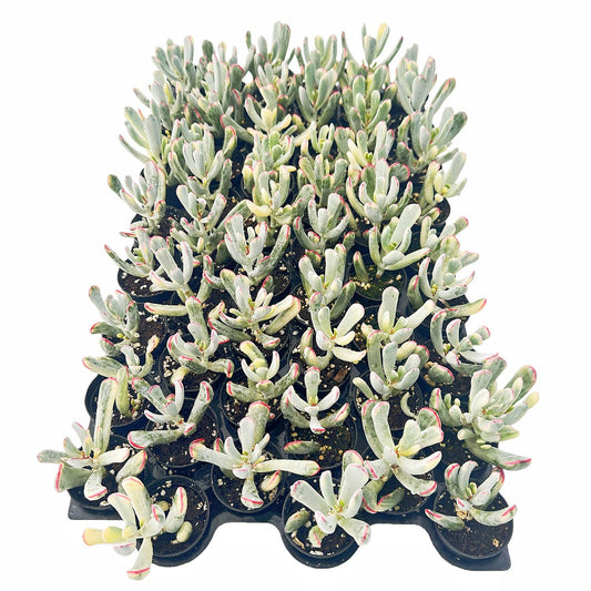 Cotyledon Orbiculata cv. Long Leaf Variegated Bulk 54pcs 2in