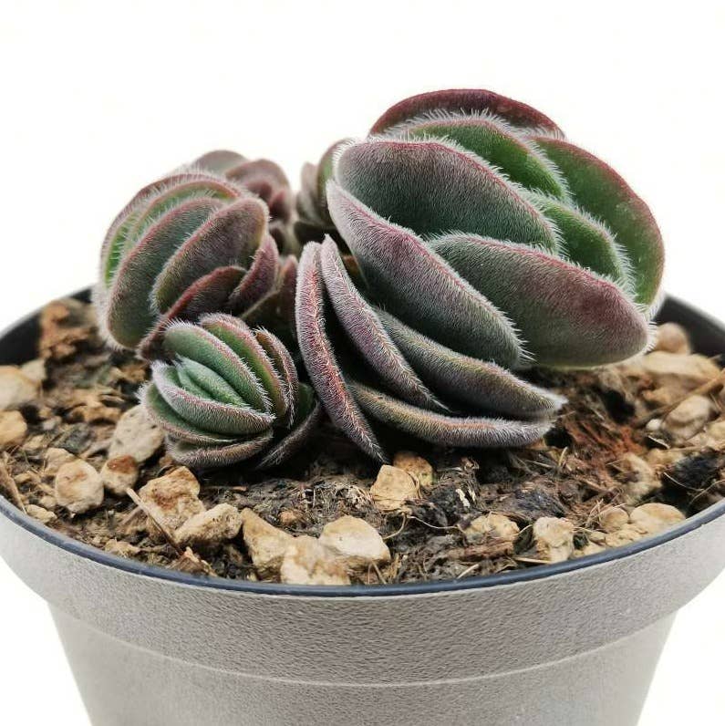 Crassula tomentosa - Woolly Crassula 2in Succulent Live