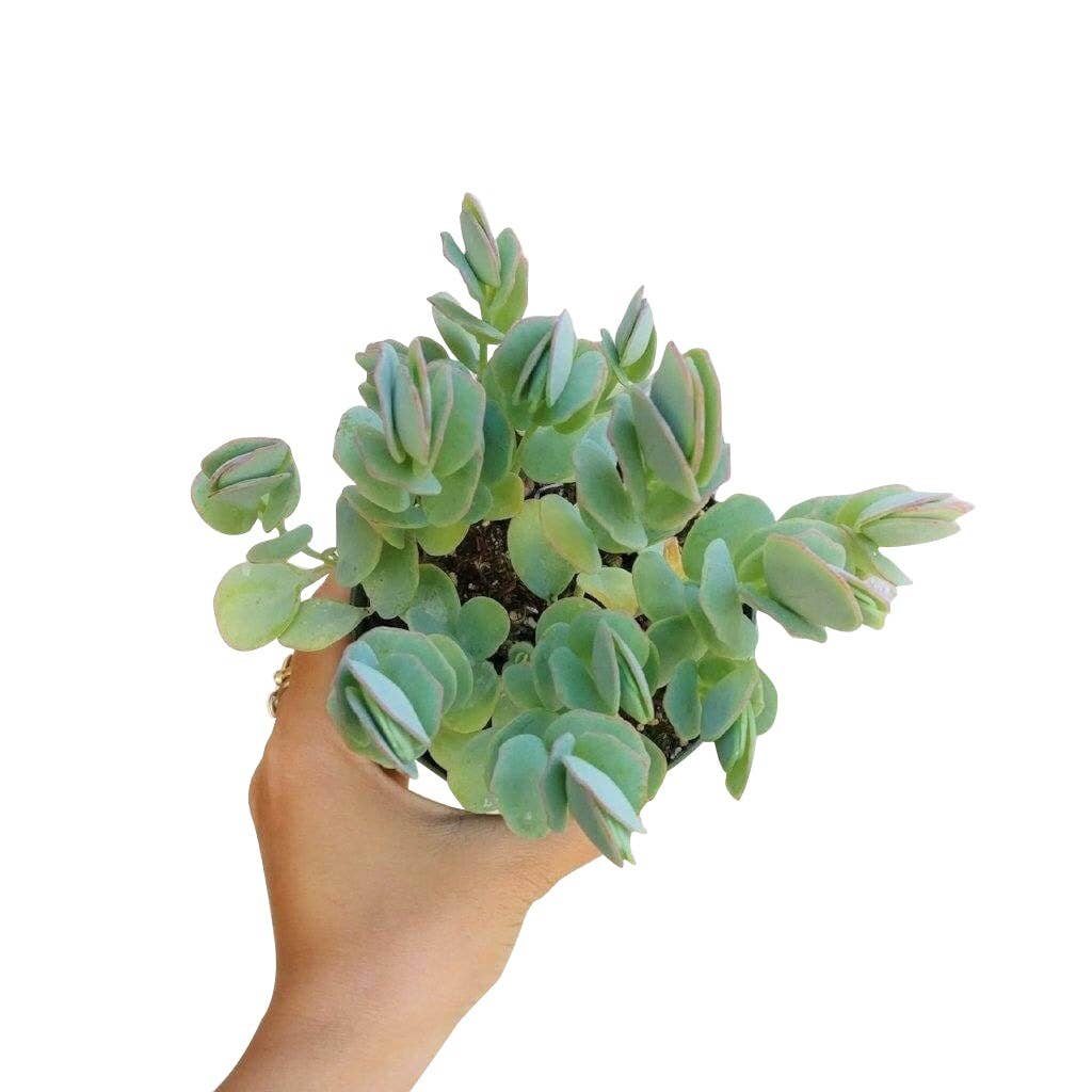 Kalanchoe Panamensis Kalanchoe Marnieriana 4in Succulent