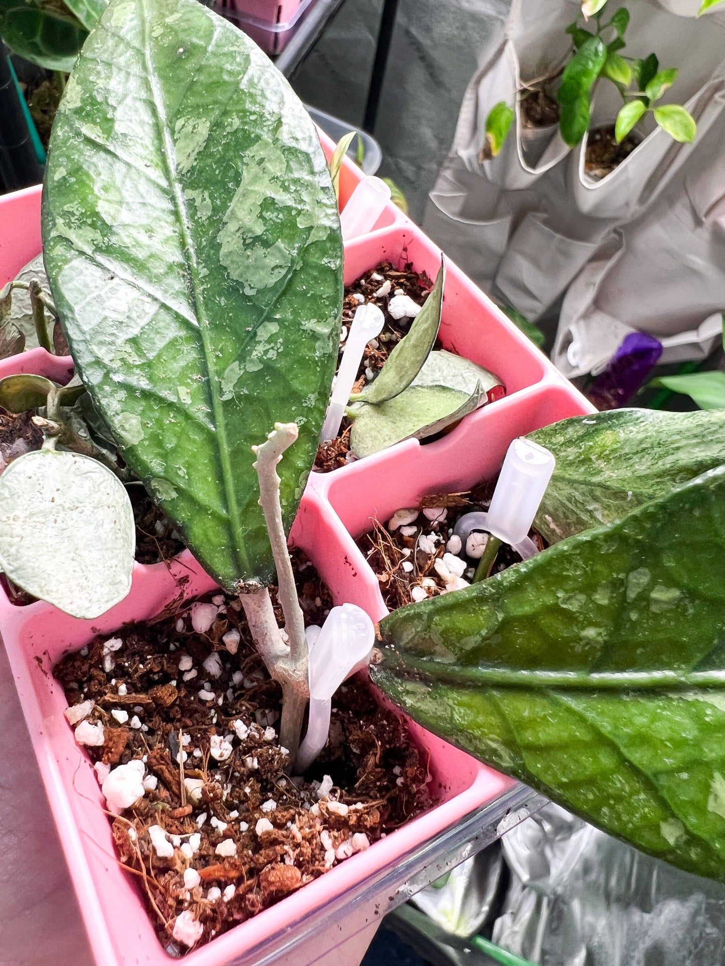 Plant Propagation Pins (Strawberry pins)