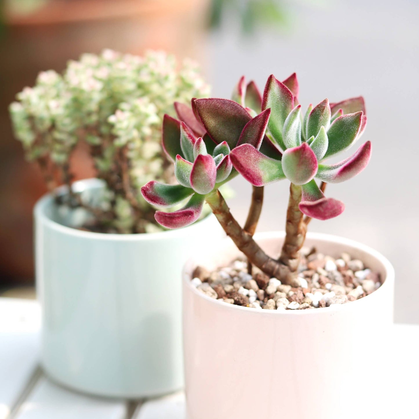 Echeveria Harmsii Ruby Slipper - Live Succulents 2/4 inch: 2 inch / Plastic Pot