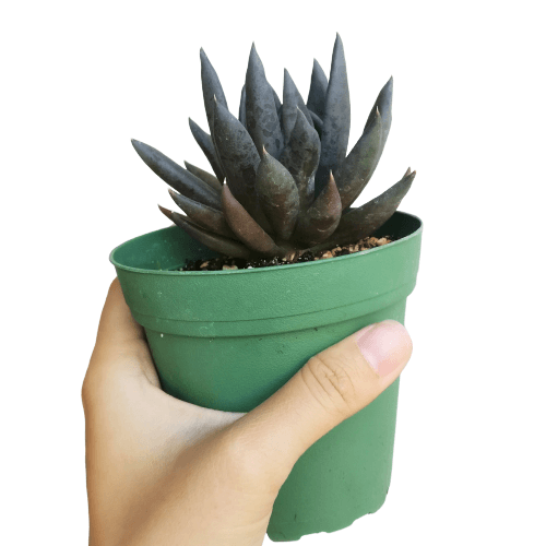 Echeveria Black Knight, New Black 2/4" Plastic Pot