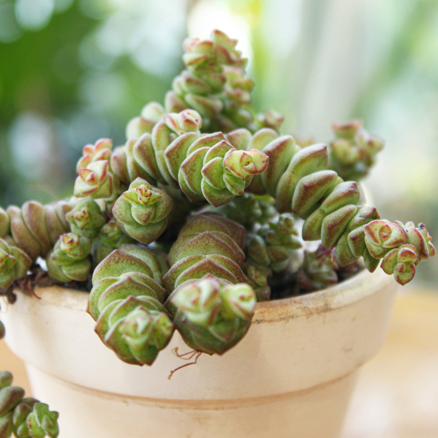 Crassula Baby Necklace - Live Succulents Plant 2/4 inch Pot: 2 inch / Plastic Pot