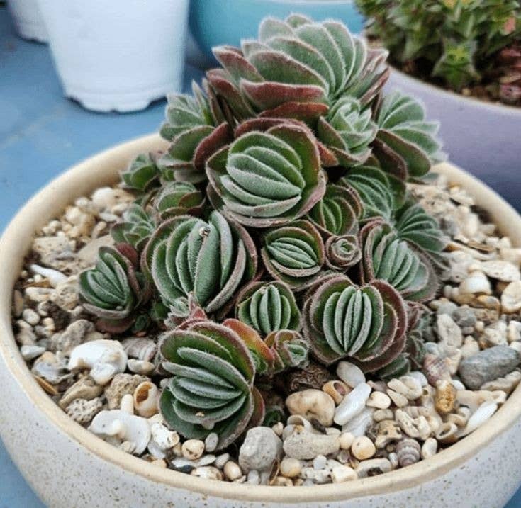Crassula tomentosa - Woolly Crassula 2in Succulent Live