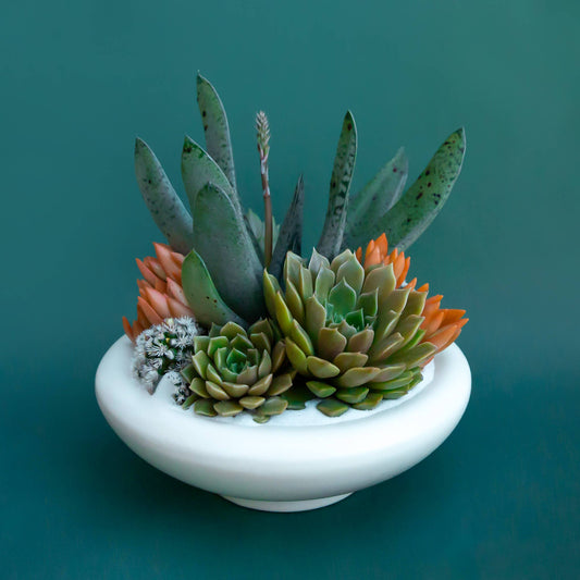 Birdie Bowl | Vintage White