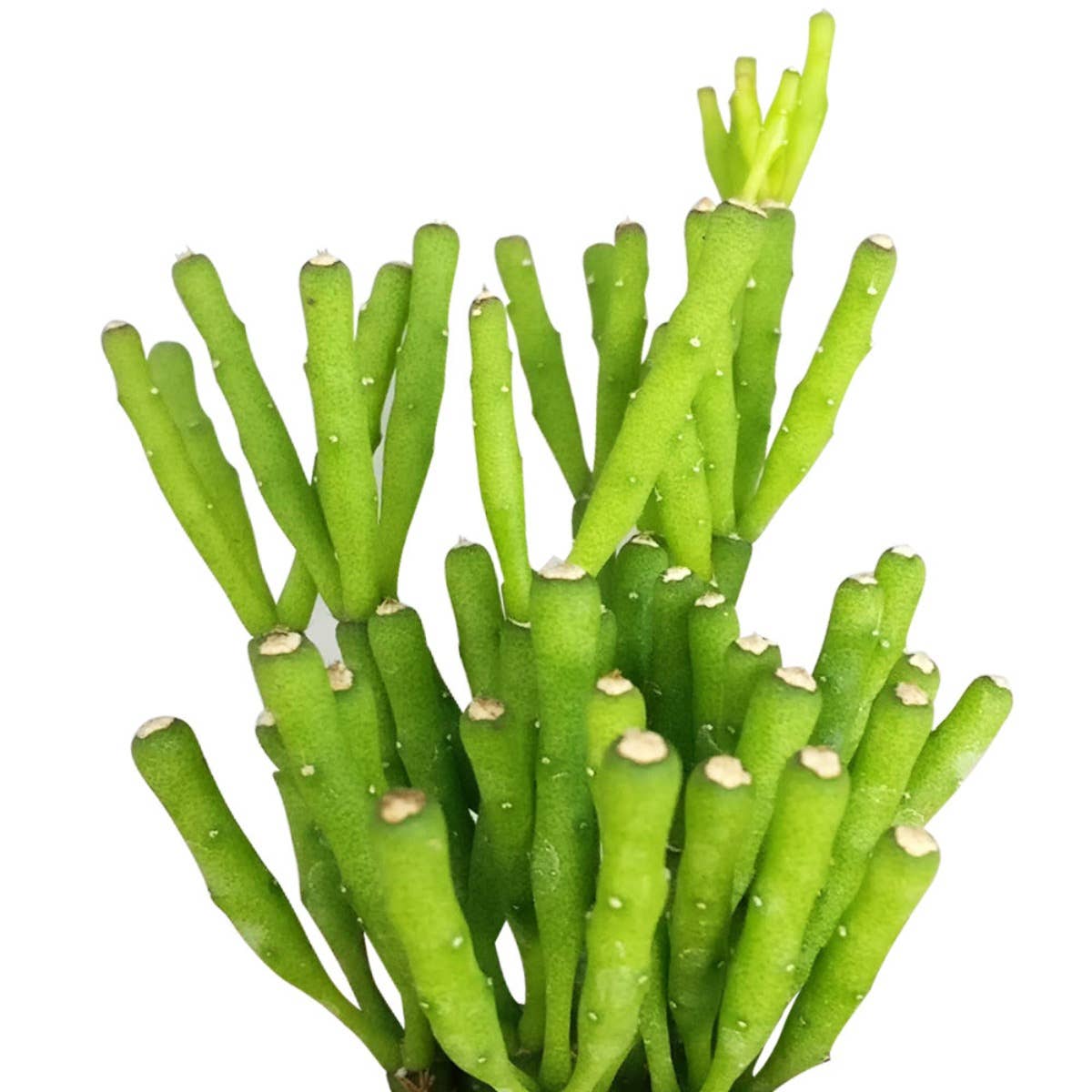 Dancing Bones Hatiora Salicornioides 2in/4in -Live Succulent: 2 inch / Plastic Pot
