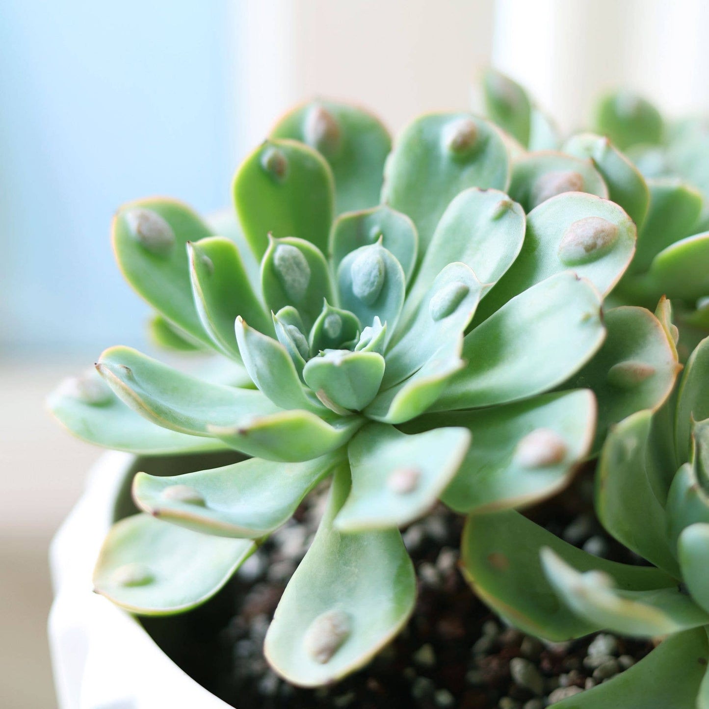 Echeveria Raindrops - Unusual Succulent in 2in/4in Pot