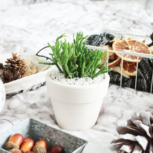 Dancing Bones Hatiora Salicornioides 2in/4in -Live Succulent