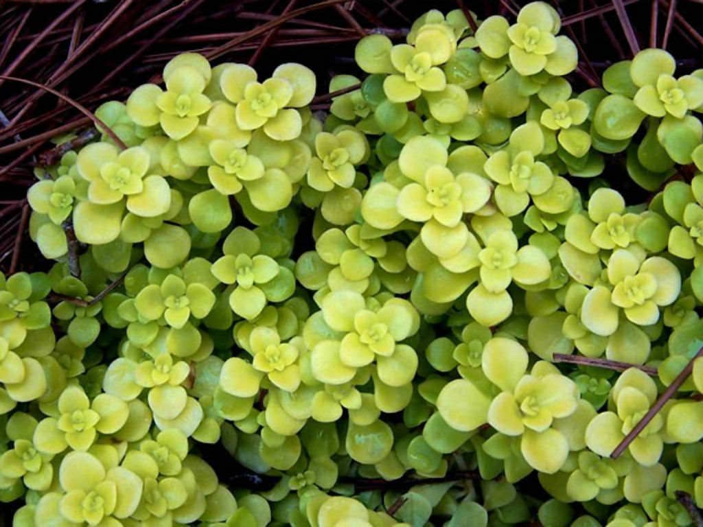 Sedum 'Ogon' 2" Grower Pot - Golden Japanese Stonecrop