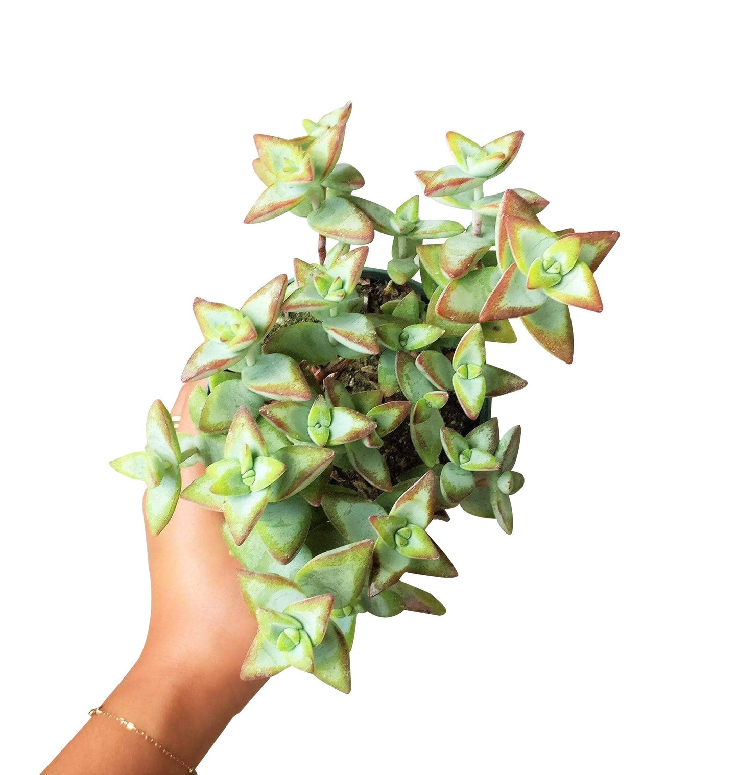 Crassula Rupetris High Voltage - Live 2in/4in Succulent