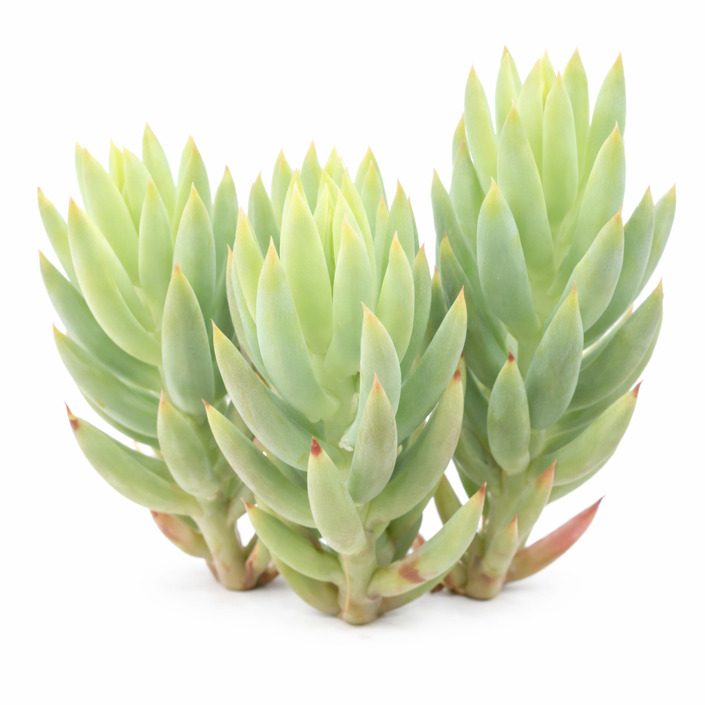 Sedum sediforme 'Turquoise Tails' 2inch Plastic Pot