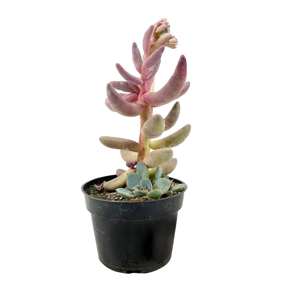 Rare Pachysedum Ganzhou Pink Succulent 2in/ 4in
