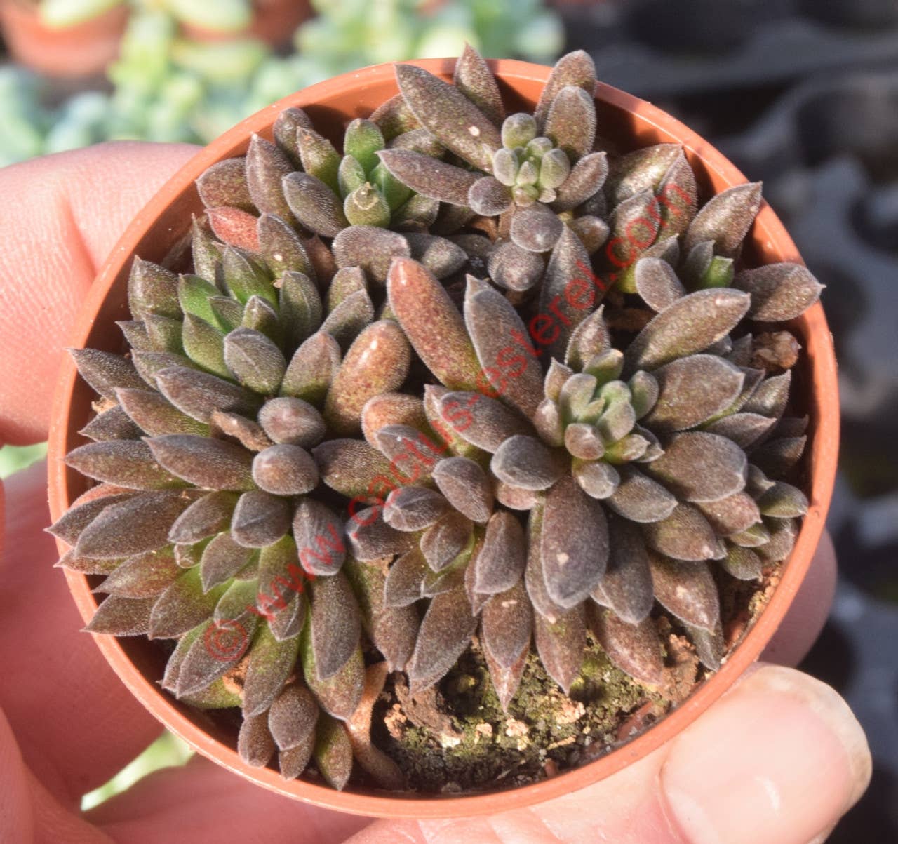Sinocrassula yunnanensis 2" Grower Pot