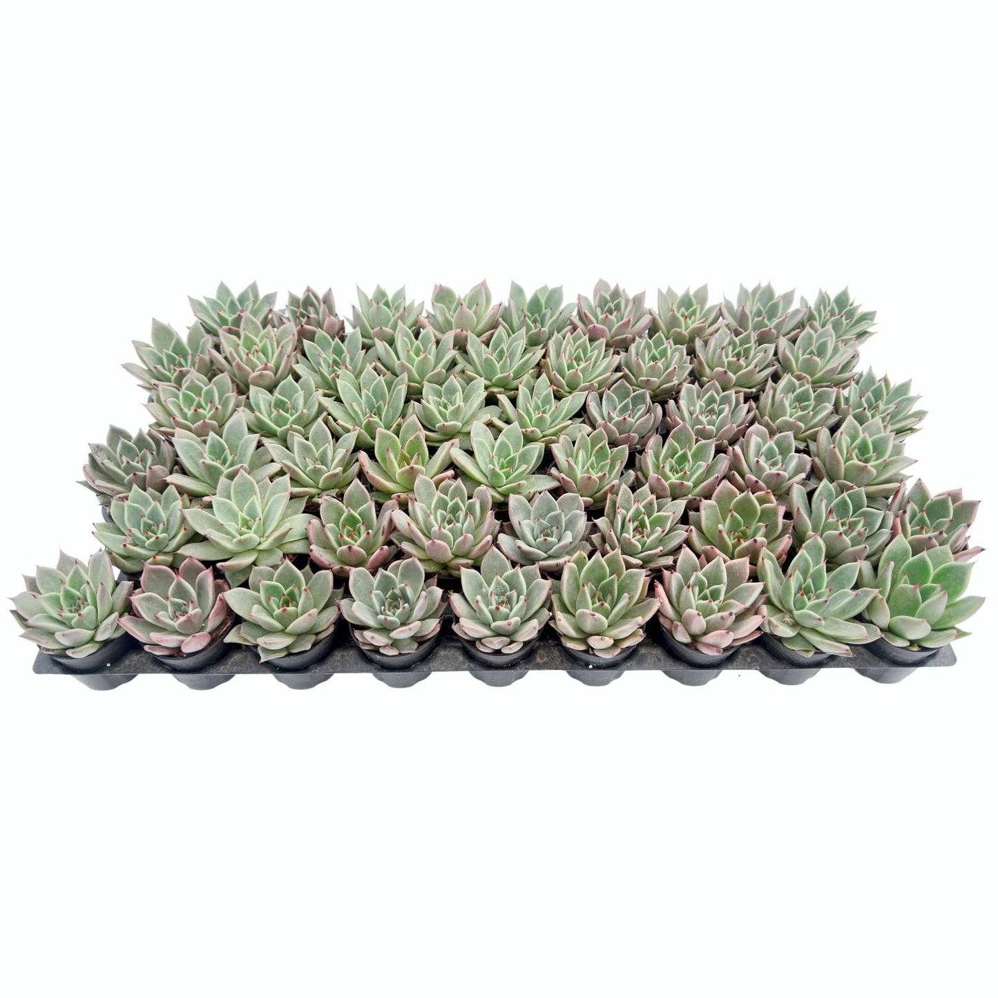Echeveria Agavoides Halloween Bulk 54pcs Tray - 2in Pot