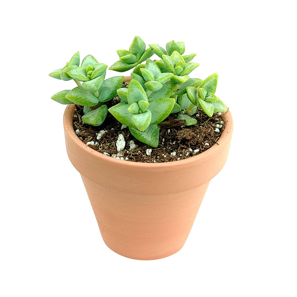 Crassula Rupetris High Voltage - Live 2in/4in Succulent