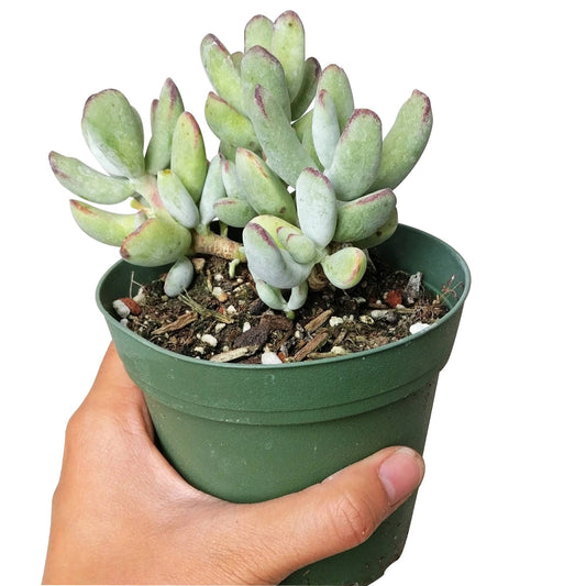 Cotyledon Orbiculata Var. Flanaganii 2in/4in- Live Succulent