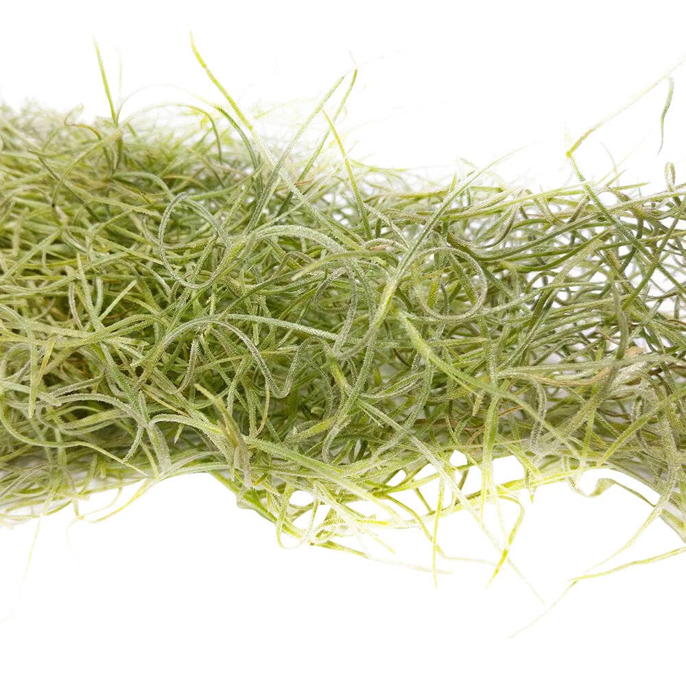 Spanish Moss Usneoides Air Plant, Fairy's Hair Live Plant