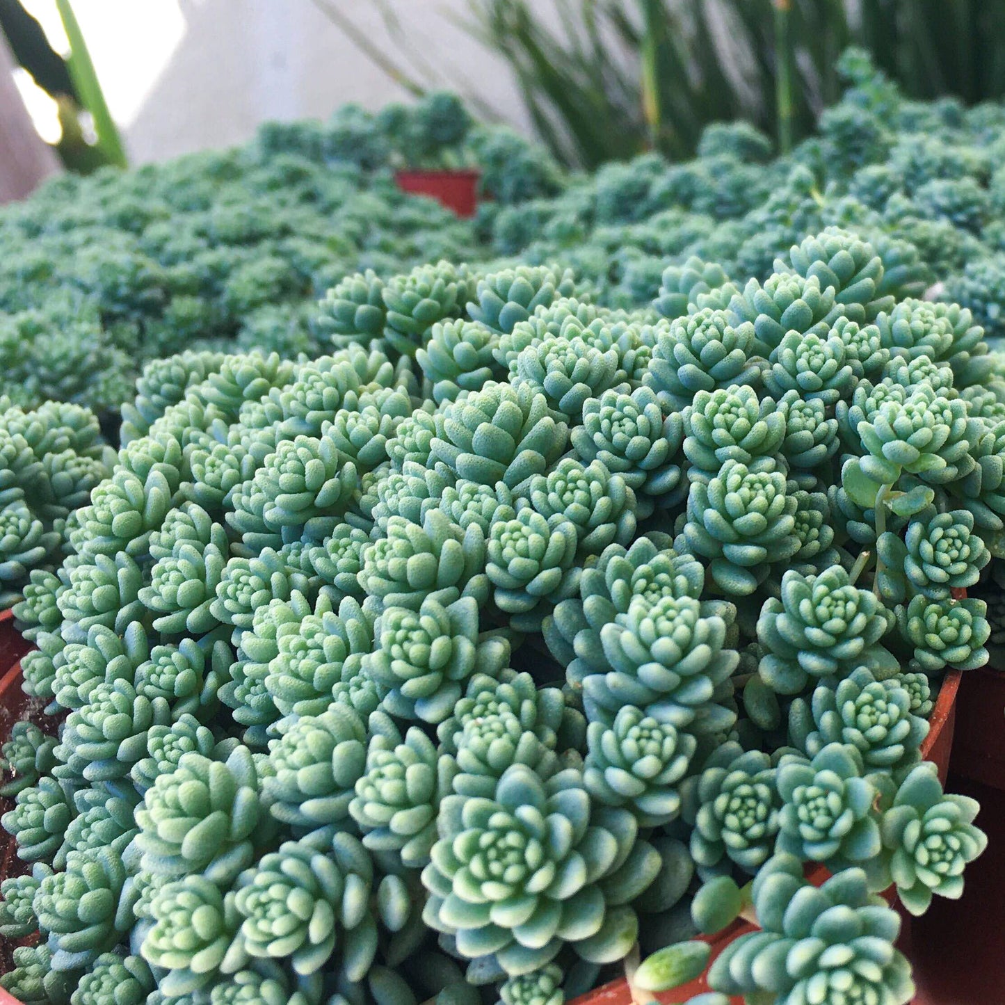 Sedum Major  - Live Succulents Plant 2/4 inch Grower Pot