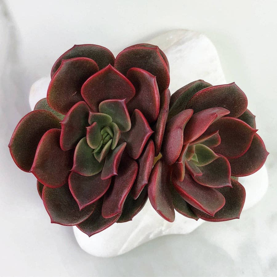 Echeveria Vampire Red Ball Succulent 2" Grower Pot