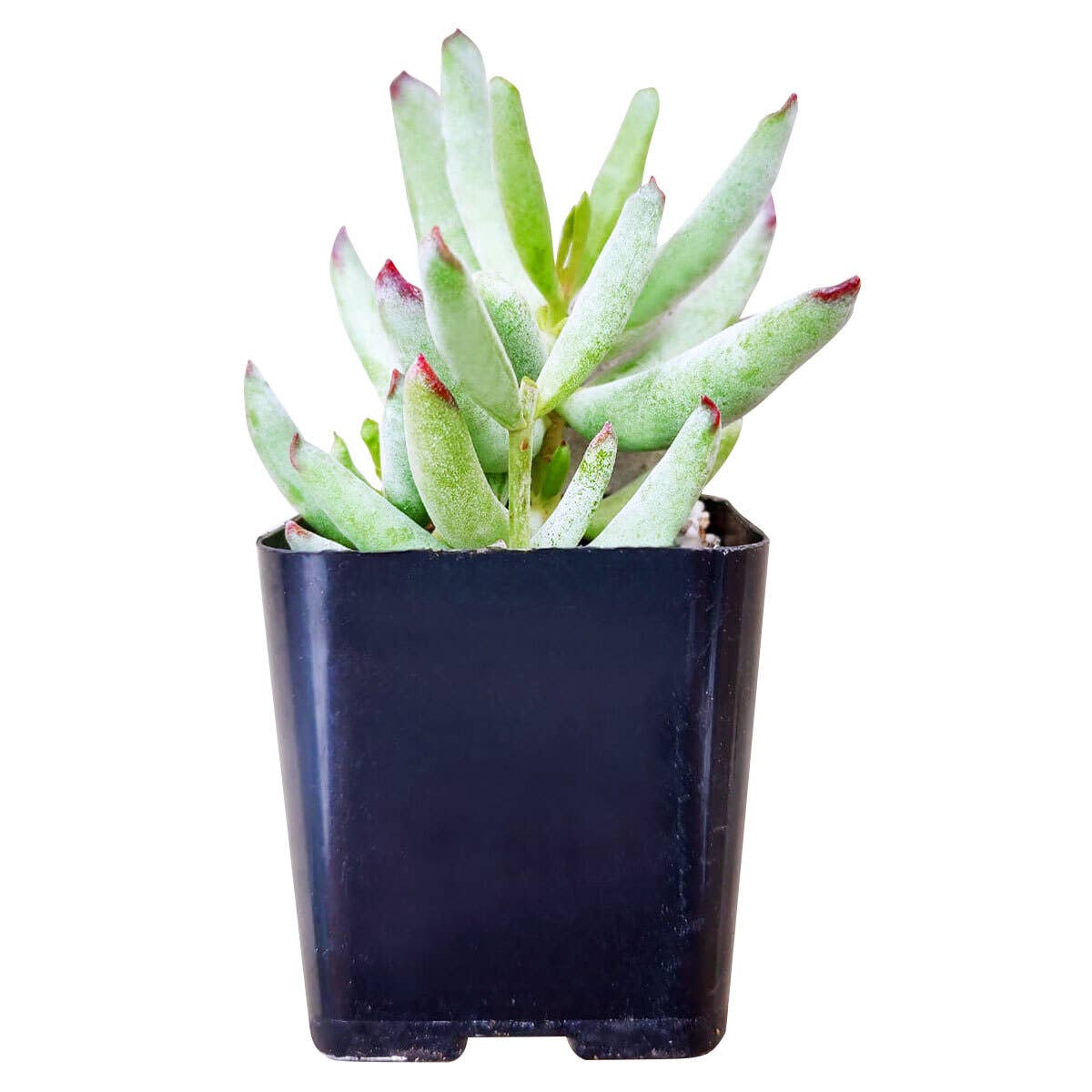Cotyledon Orbiculata Var. Flanaganii 2in/4in- Live Succulent
