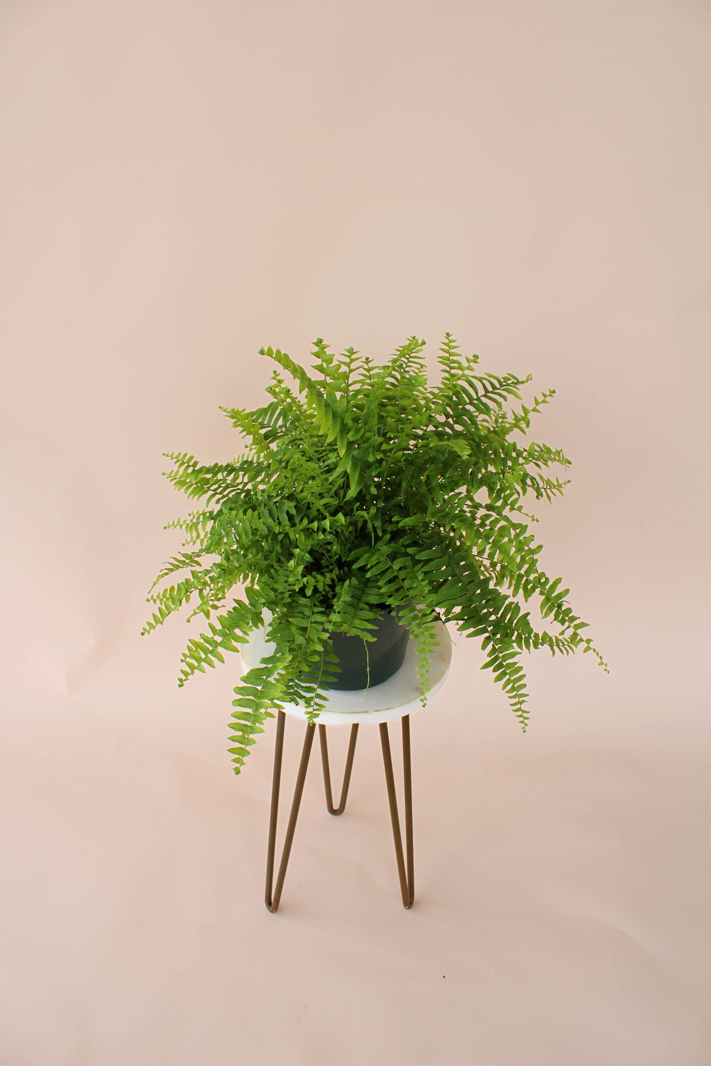 6" Boston Fern: Nephrolepis Exaltata