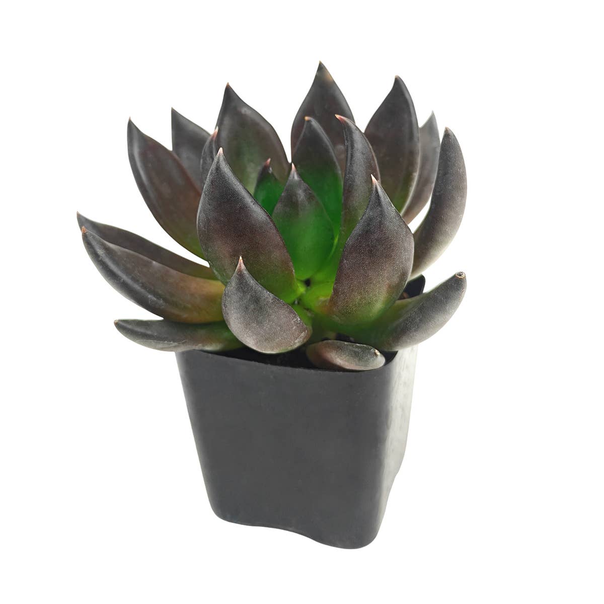 Echeveria 'Dark Rose' 2in Rosette Succulent Grower Pot