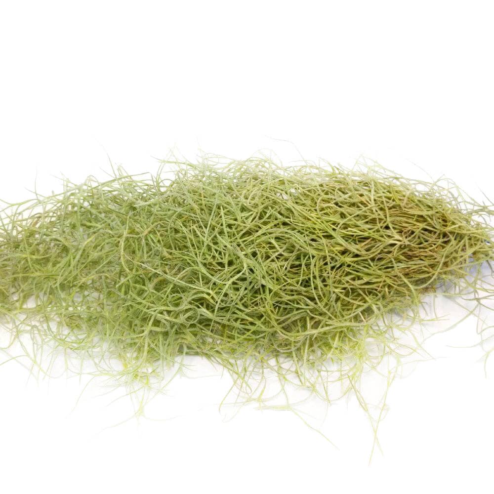 Spanish Moss Usneoides Air Plant, Fairy's Hair Live Plant
