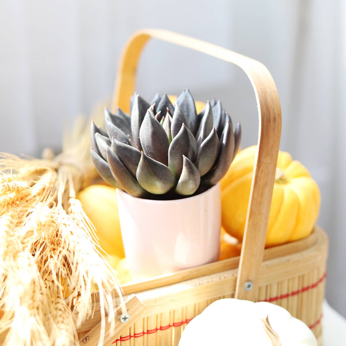 Echeveria Black Knight, New Black 2/4" Plastic Pot