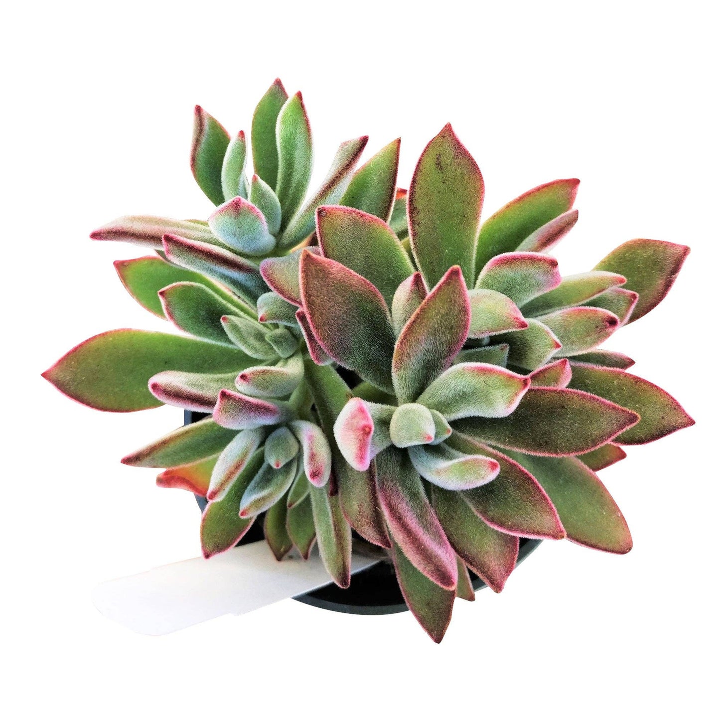 Echeveria Harmsii Ruby Slipper - Live Succulents 2/4 inch: 2 inch / Plastic Pot